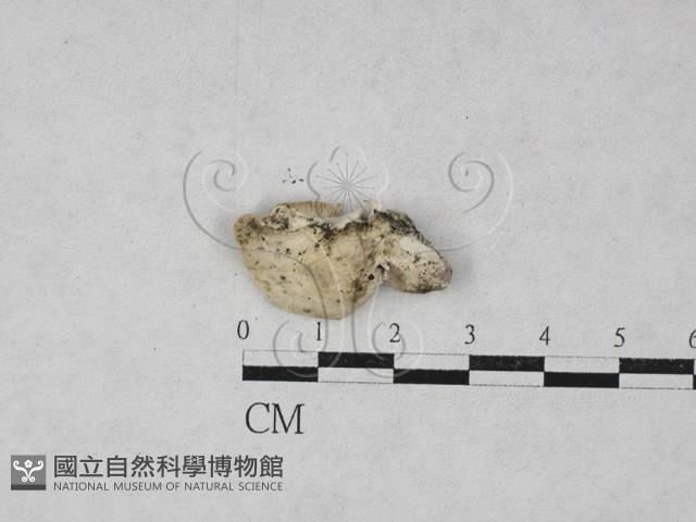 登錄號:F0028031藏品圖，第1張