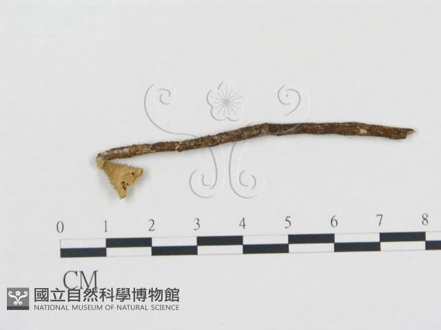 黑蛋巢菌屬藏品圖，第1張