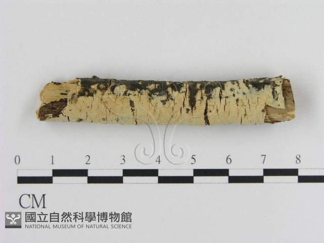 登錄號:F0000031藏品圖，第1張
