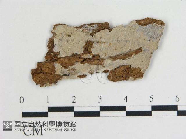 登錄號:F0010031藏品圖，第1張