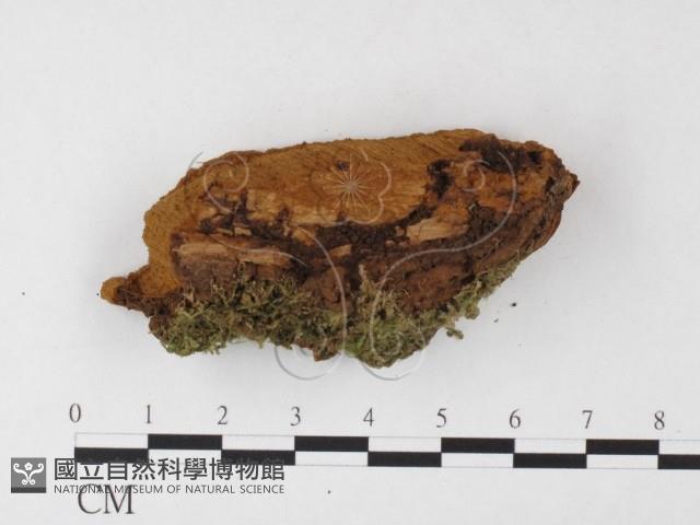木層孔菌屬藏品圖，第1張