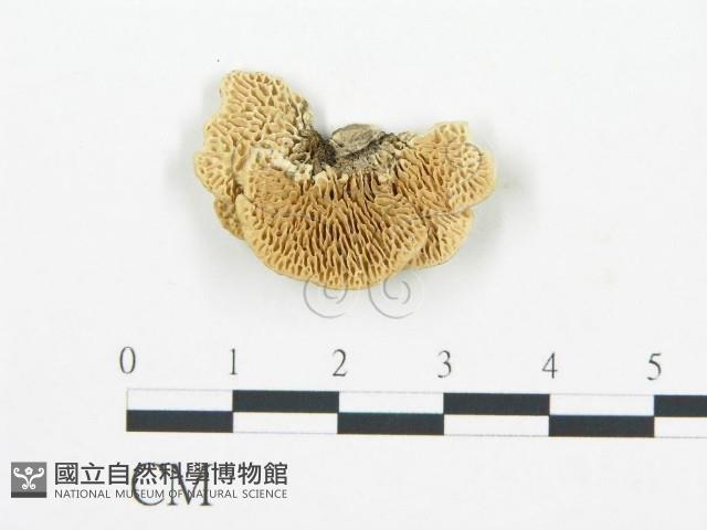 登錄號:F0006031藏品圖，第1張