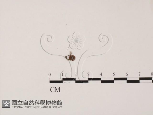 登錄號:F0021031藏品圖，第1張