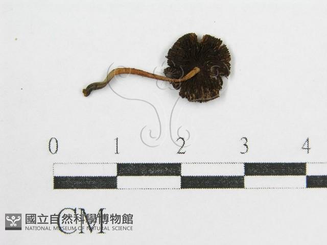 鬼傘屬藏品圖，第1張