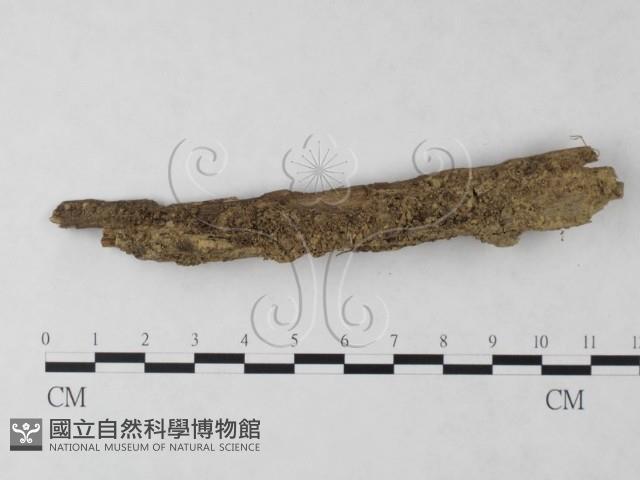 登錄號:F0024031藏品圖，第1張