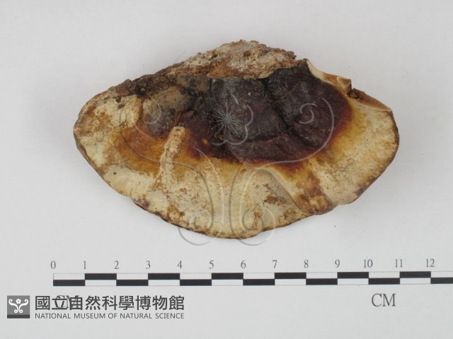 登錄號:F0004031藏品圖，第1張