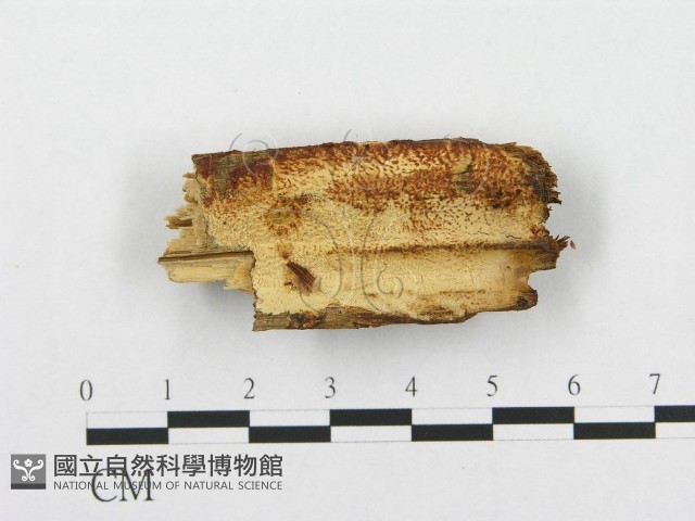 登錄號:F0014031藏品圖，第1張