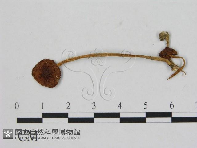 小菇屬藏品圖，第1張