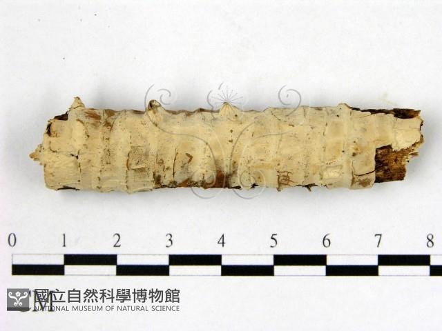 顯絲菌屬藏品圖，第1張