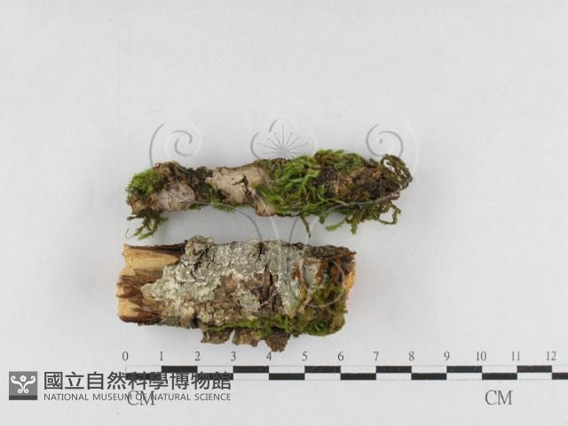 登錄號:F0027031藏品圖，第1張