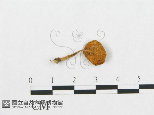 登錄號:F0007031藏品圖，第1張