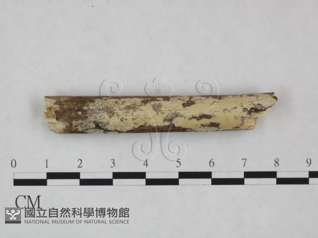 登錄號:F0025031藏品圖，第1張