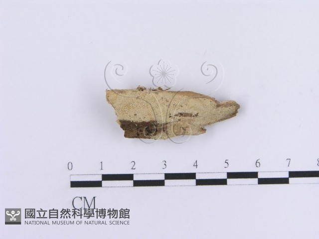 登錄號:F0005031藏品圖，第1張