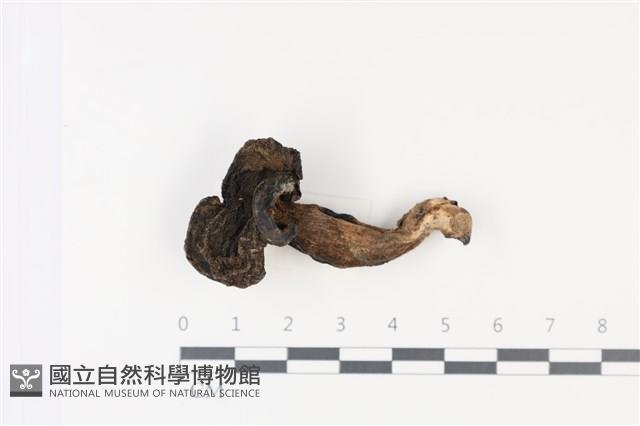 登錄號:F0035031藏品圖，第1張
