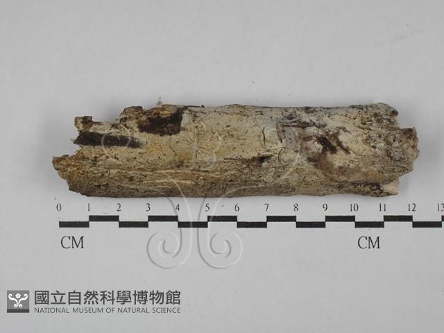 絲皮菌屬藏品圖，第1張