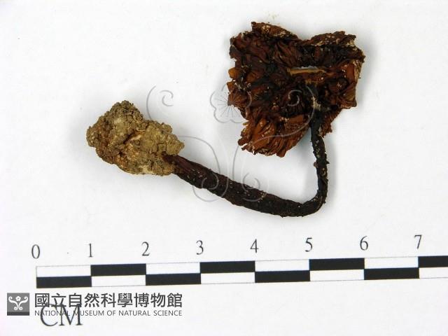 鵝膏屬藏品圖，第1張