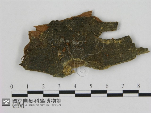 小皮傘屬藏品圖，第1張