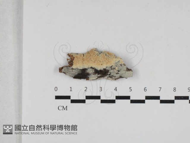 登錄號:F0033031藏品圖，第1張