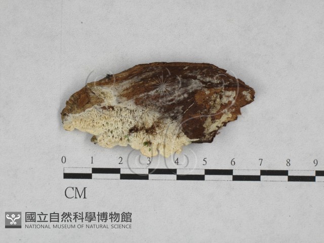 登錄號:F0028331藏品圖，第1張
