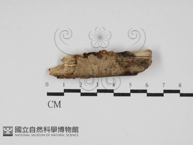 登錄號:F0008331藏品圖，第1張