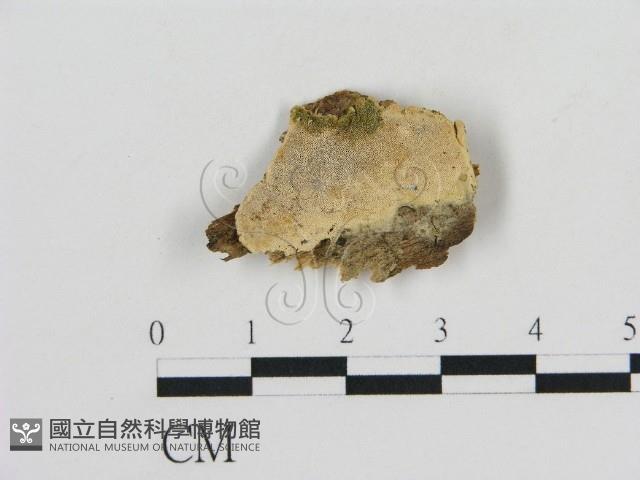 登錄號:F0020331藏品圖，第1張
