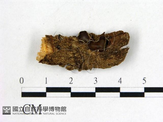 毛木耳藏品圖，第1張