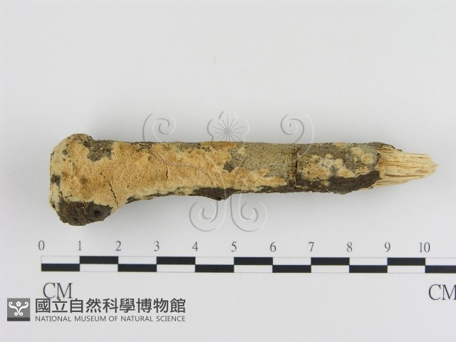 登錄號:F0010331藏品圖，第1張