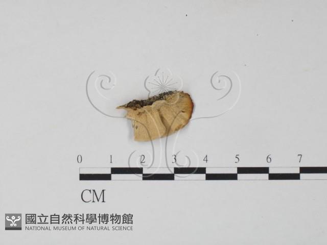 雲芝藏品圖，第1張