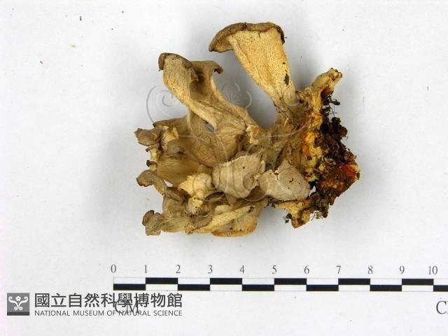 登錄號:F0016331藏品圖，第1張