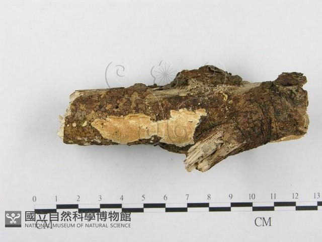 登錄號:F0001331藏品圖，第3張