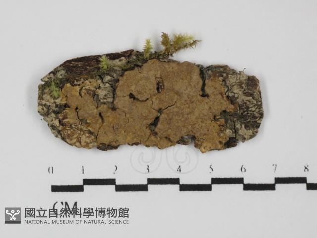 Accession Number:F0031331 Collection Image, Figure 1, Total 2 Figures