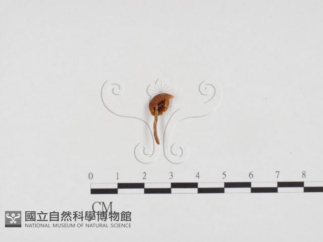 登錄號:F0024331藏品圖，第1張