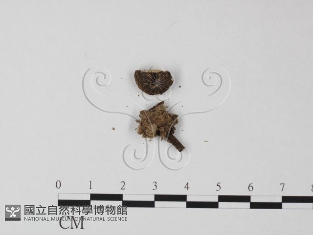 登錄號:F0004331藏品圖，第1張