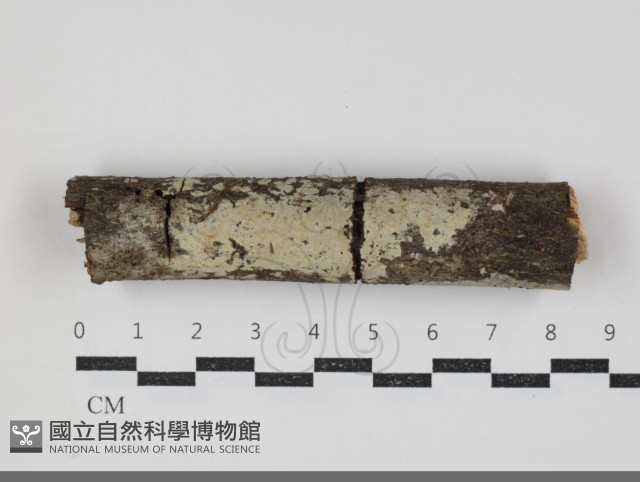 登錄號:F0034331藏品圖，第1張