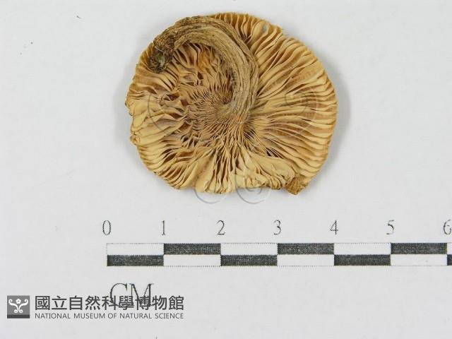 登錄號:F0002331藏品圖，第1張