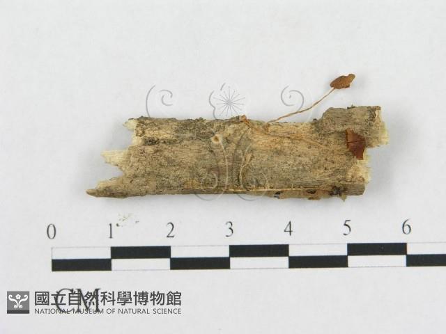 登錄號:F0012331藏品圖，第1張