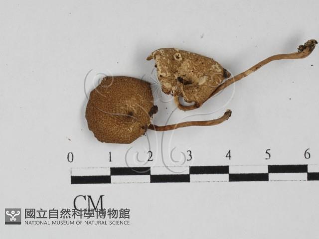 登錄號:F0027331藏品圖，第1張