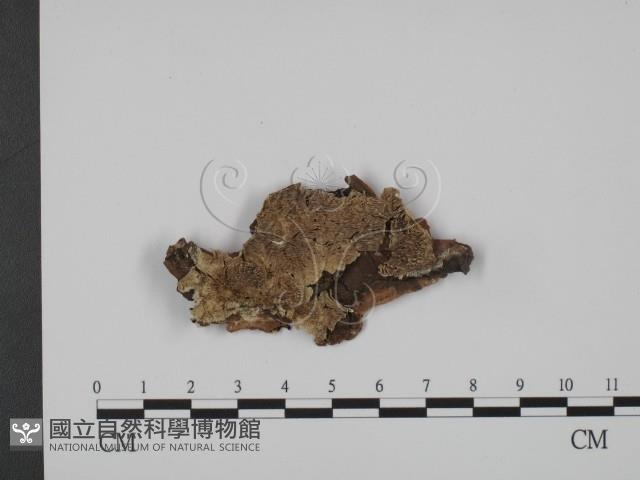 登錄號:F0007331藏品圖，第1張