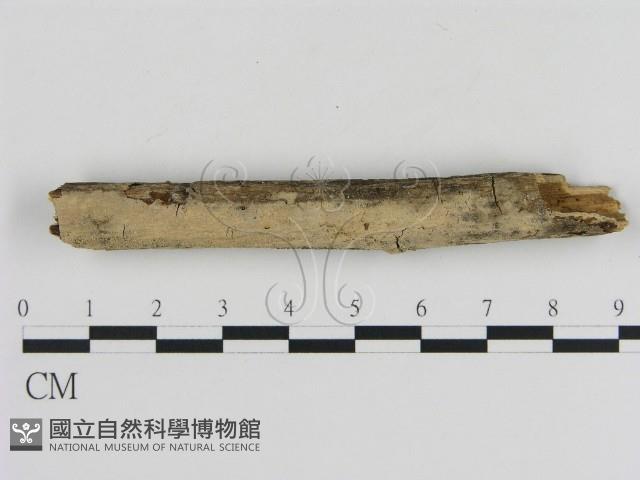 登錄號:F0005331藏品圖，第1張