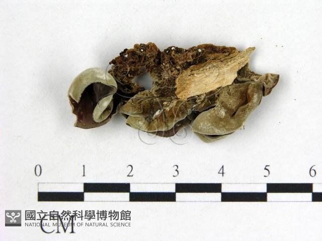 毛木耳藏品圖，第1張