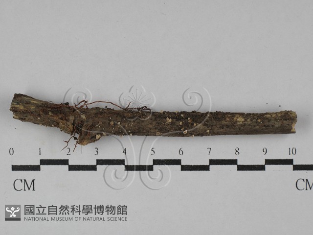 登錄號:F0029331藏品圖，第1張