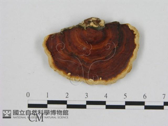 相鄰小孔菌藏品圖，第1張
