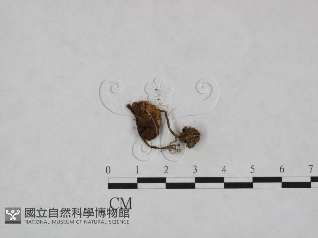 登錄號:F0023331藏品圖，第1張