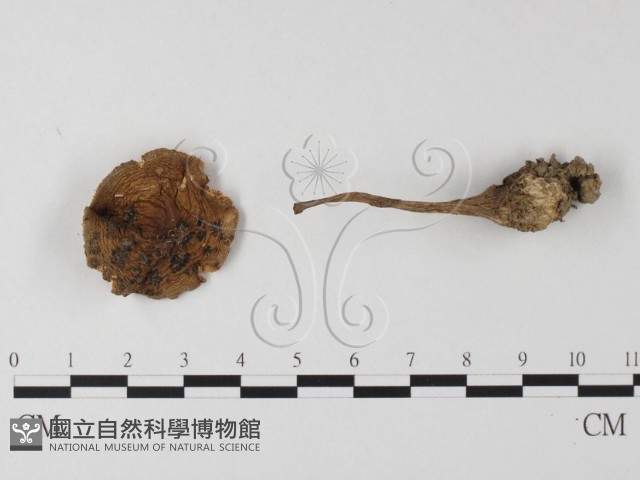 登錄號:F0003331藏品圖，第1張
