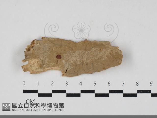 登錄號:F0033331藏品圖，第1張