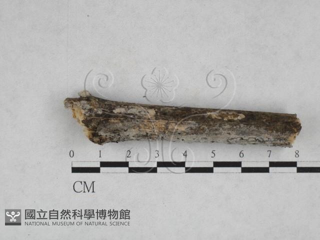 登錄號:F0028271藏品圖，第1張
