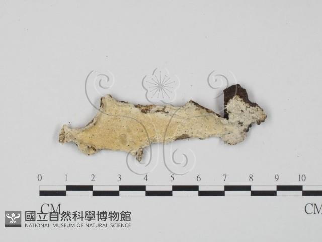 登錄號:F0008271藏品圖，第1張