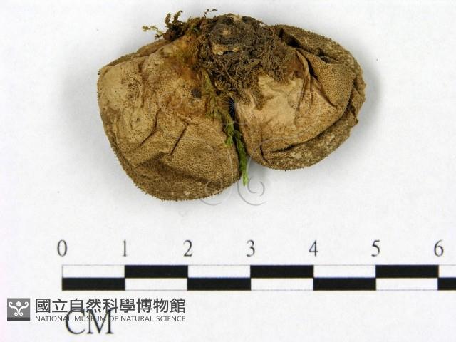 登錄號:F0020271藏品圖，第1張