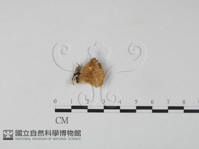 雲芝藏品圖，第1張