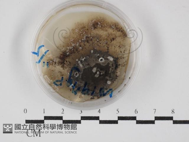 登錄號:F0030271藏品圖，第1張